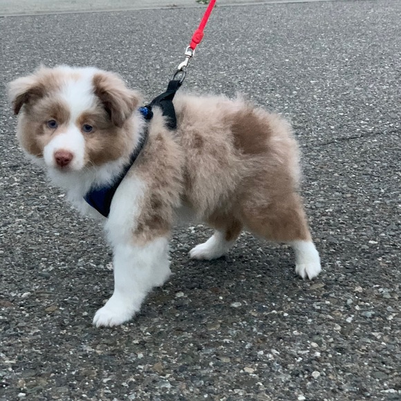 Meet your Posher, Cj - Picture 1 of 1